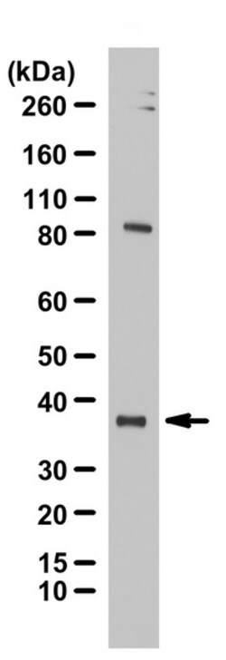 MilliporeSigma IMPACT, Rabbit, Unlabeled, Polyclonal, 100&mu;L; Unlabeled:Antibodies,